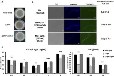 Aspergillus Fumigatus ZnfA, a Novel Zinc Finger Transcription Factor Involved in Calcium Metabolism and Caspofungin Tolerance